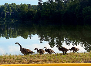 Canada geese with their young on land in front of lake.