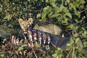 Tucked in the bushes, a young male lion with its kill.