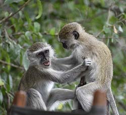Two Vervet monkeys.