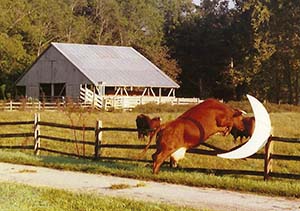 A cow jumping over a split rail fence with a cardboard moon tacked to the fence.