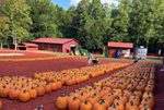 Photo of red barns in background with many rows of pumpkins in the foreground. 