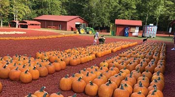 Fall festivals packed with something for everyone