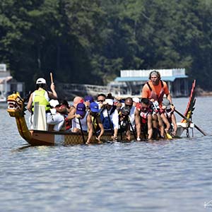 One Dragonboat full of rowers with paddles deep into the water.
