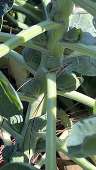 A closeup image of Brussel sprouts on the stem of the plant.
