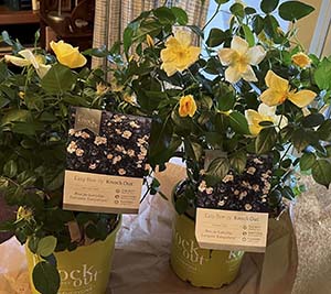  A photo showing two containers of yellow Knock Out roses sitting on a kitchen table.