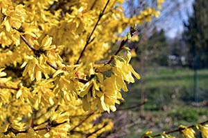 A close-up photo of the bright yellow blooms on a Forsythia plant. 