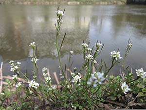A photo of a weed named Hairy Bittercress. It is leggy with white blooms. 