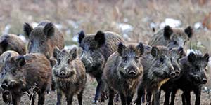A herd of feral hogs looking directly at the camera with woods in the background.