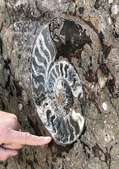 A finger points to the fossil of a sea creature in large rock.