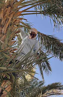 A Moroccan farmer leaning outward from a date tree.