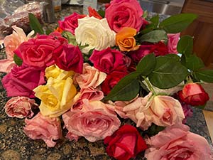 A photo of cut yellow and pink roses laying in a bunch. 