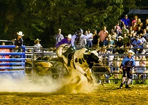 A photo of a rider on a broncing bull during a rodeo.