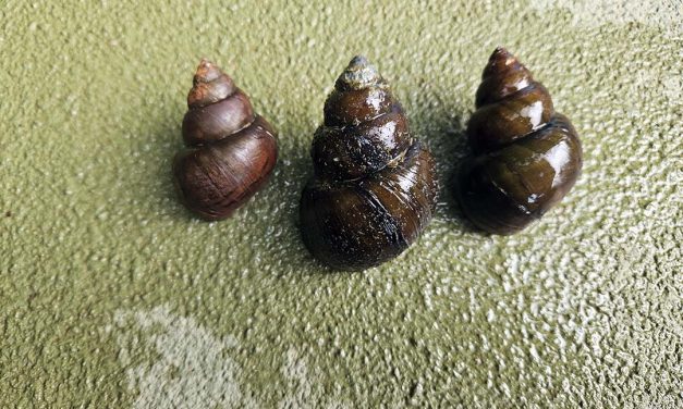 Invasive snail discovered in Lake Lanier